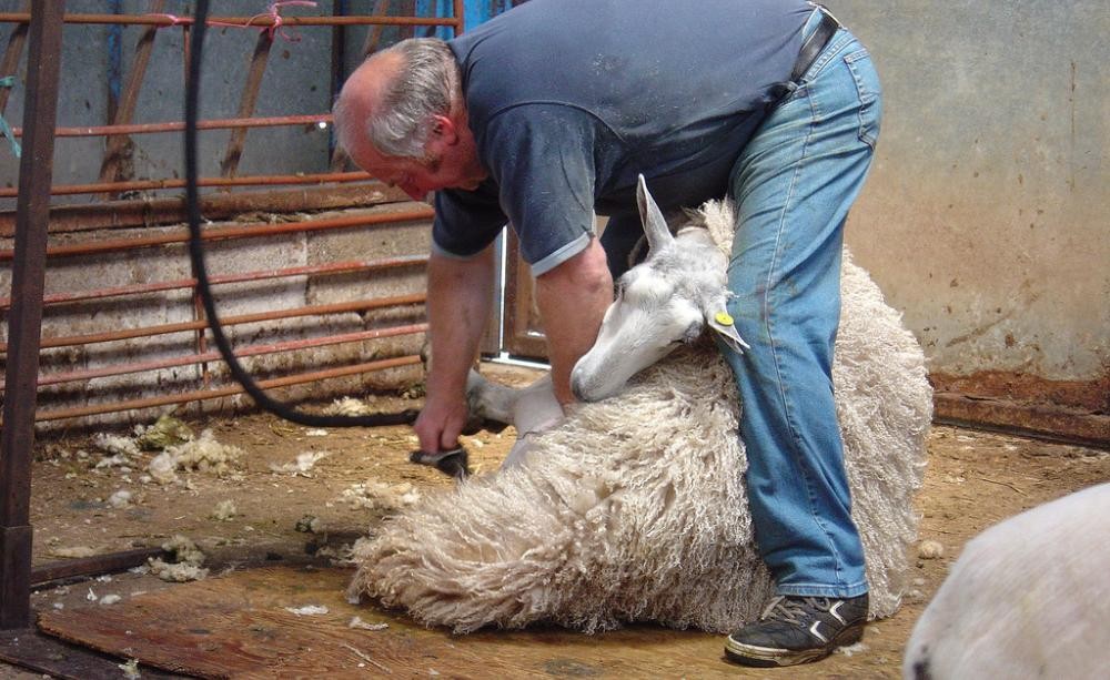 The Harmful Reality of Sheep farming and wool Industry
