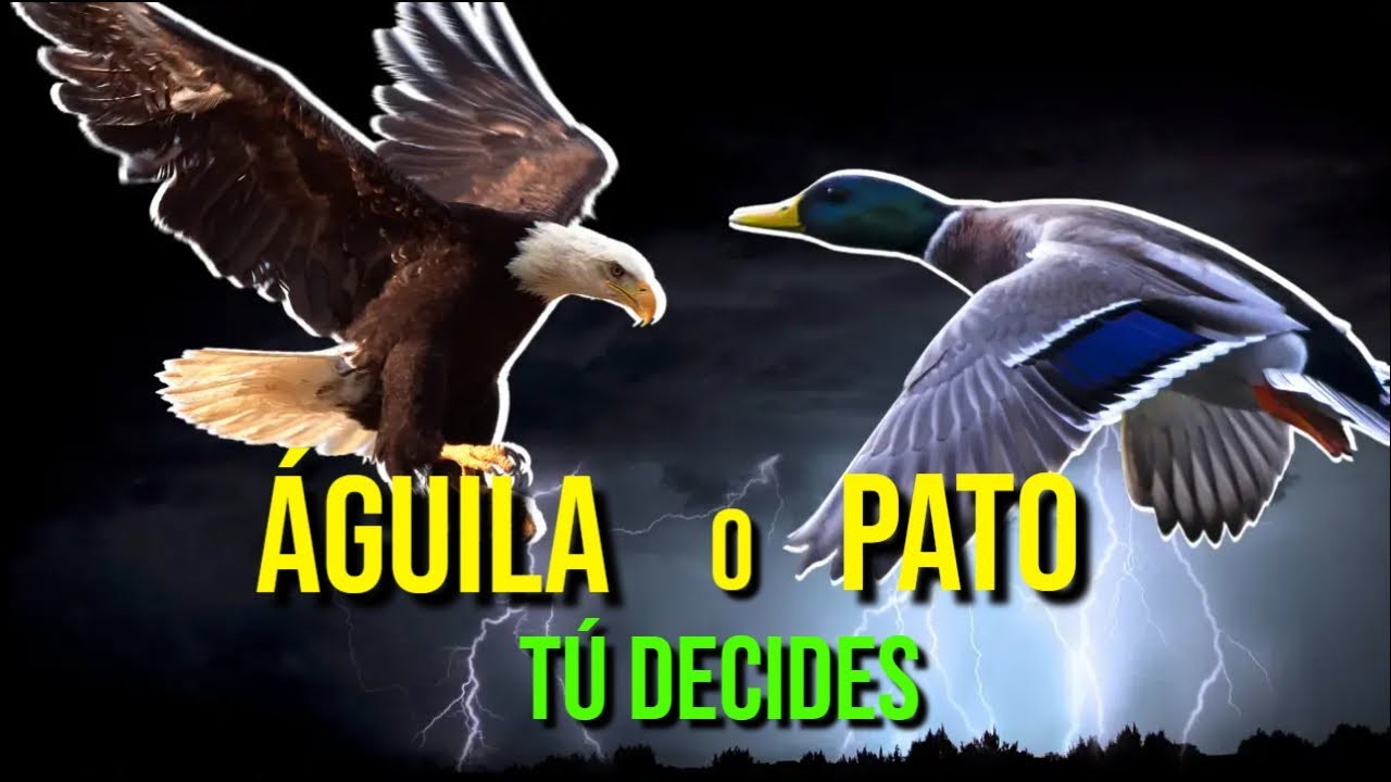 Águila o Pato, tú decides