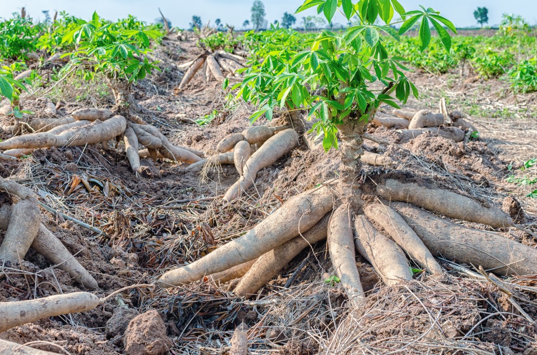 Grow Your Wealth with Cassava: The Sustainable Investment Choice! 