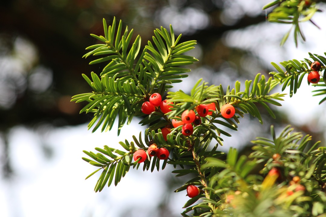 Taxus Wallichiana: Guardians of the Himalayas, Standing the Test of Time for Centuries