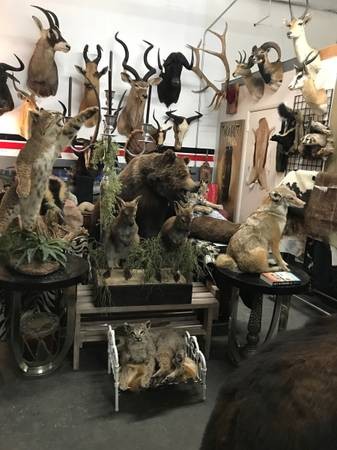 Taxidermy tools of the trade 