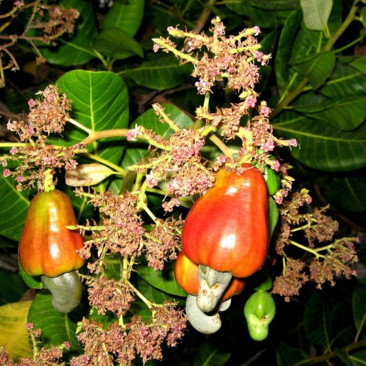 Anacardium orientale: Exploring the Potential of a Homeopathic Remedy