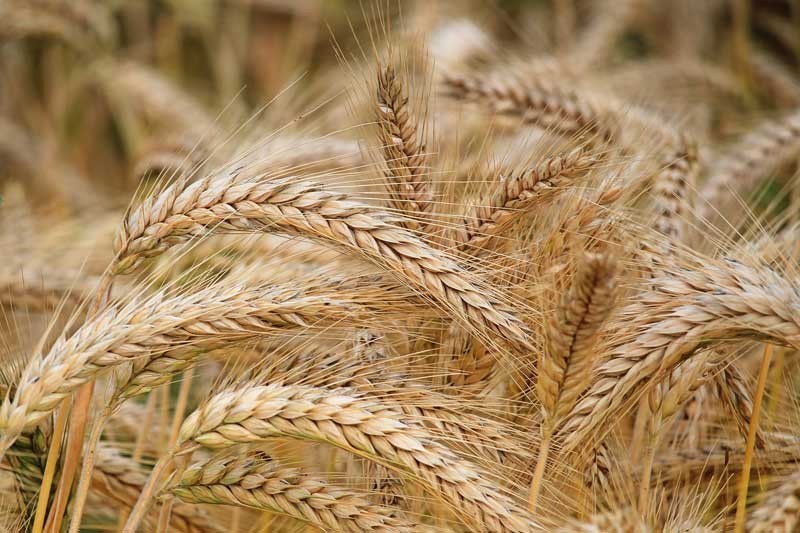 Malt and Malting Process Explained Malt and Malting Process Explained