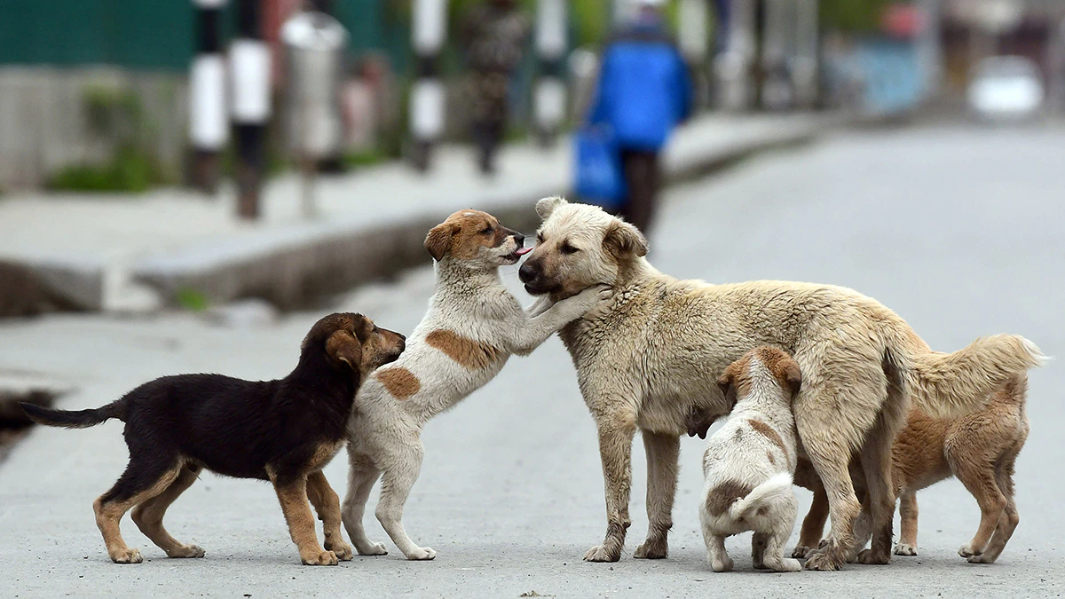 Street Dogs : Raising Concern in India