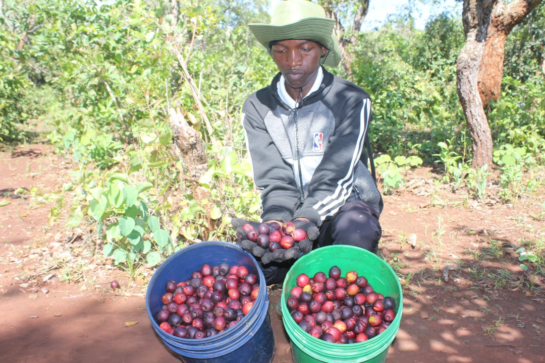 INDIGINOUS WILD EDIBLE FRUIT RESOURCE IN TANZANIA
