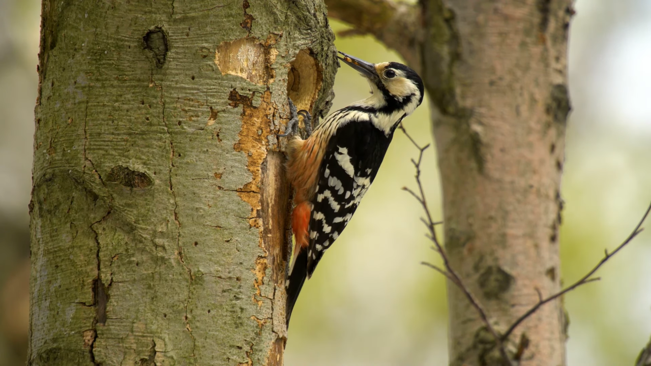 Woodpeckers from the Apuseni Nature Park. A short documentary film