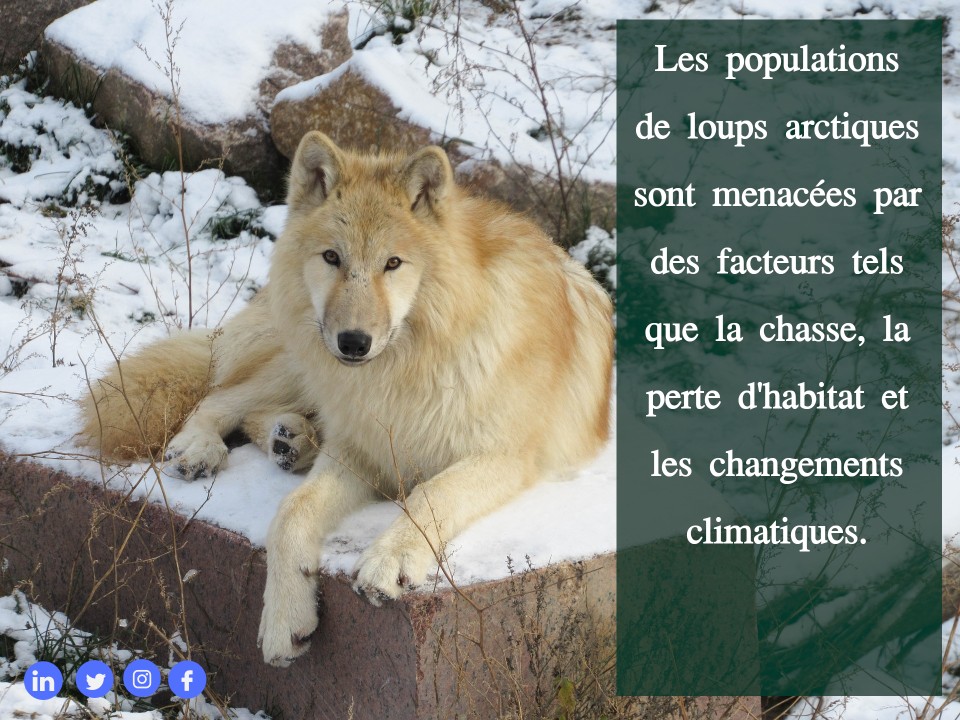 Le loup arctique (Canis lupus arctos)