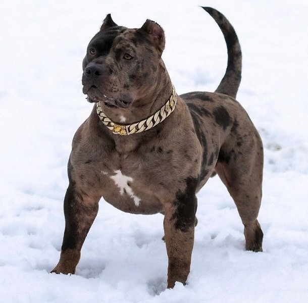 Amazing facts about the tri-merle “bully dog”