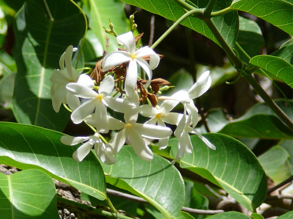 Health benefits of Vetpalai – Wrightia tinctoria