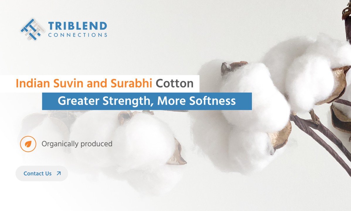 The Luxury of Indian Suvin and Surabhi Cotton: The Finest 'White Gold' in  the Cotton Market