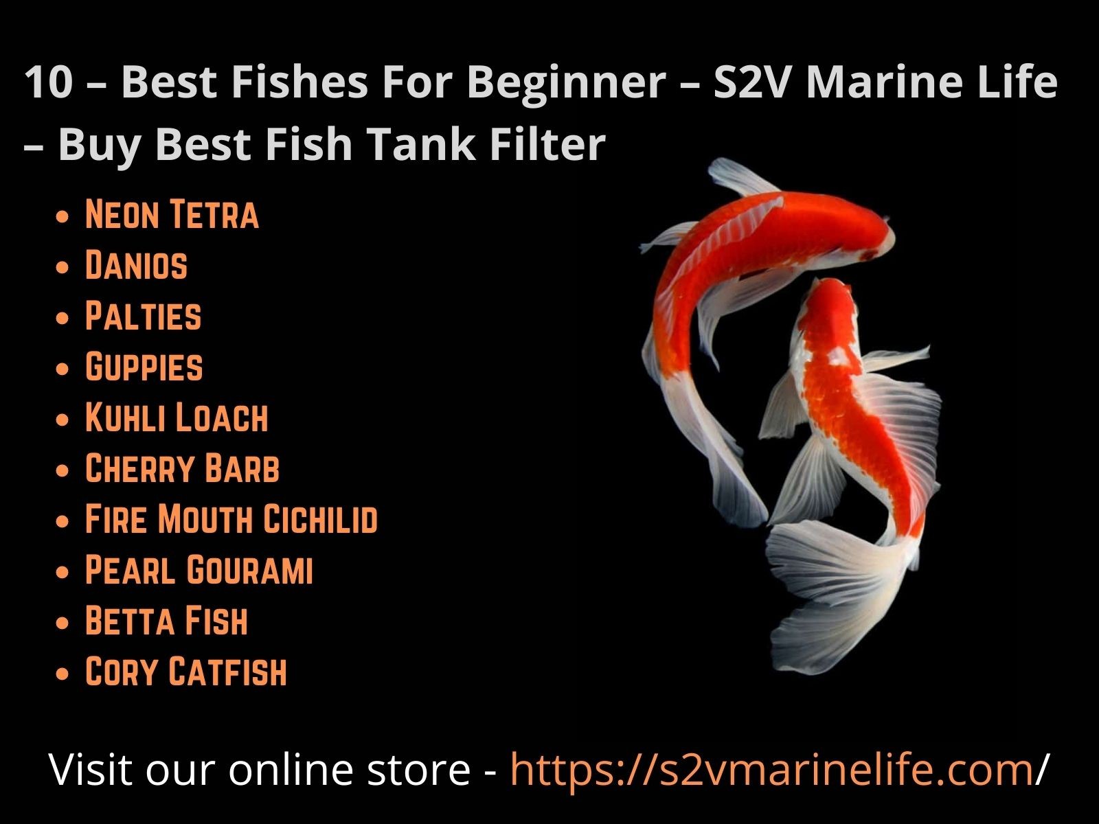 Keep Your Aquarium Healthy – Small Aquarium Filter – Buy Best Fish