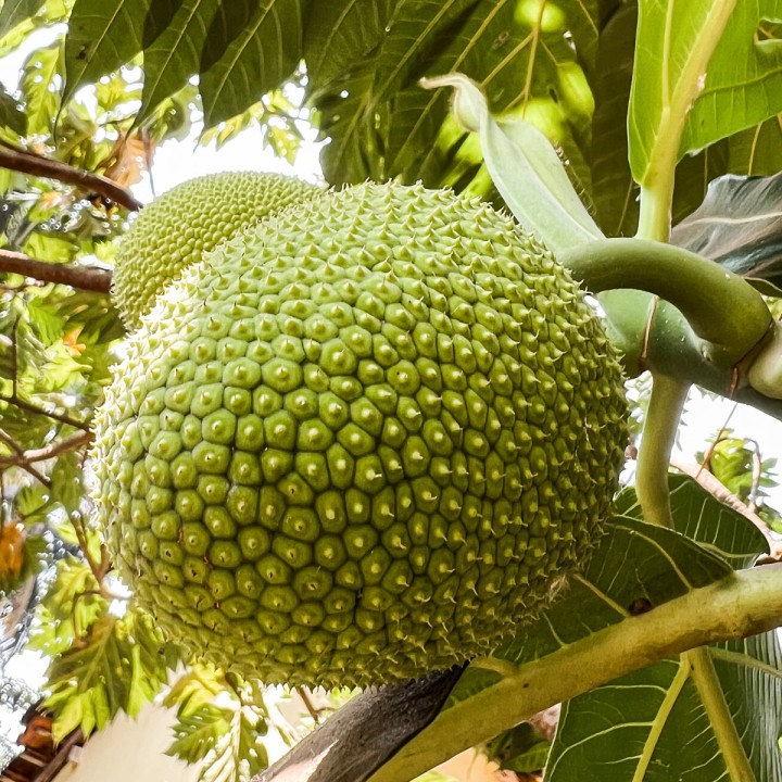 Breadfruit Market to See Revolutionary Growth