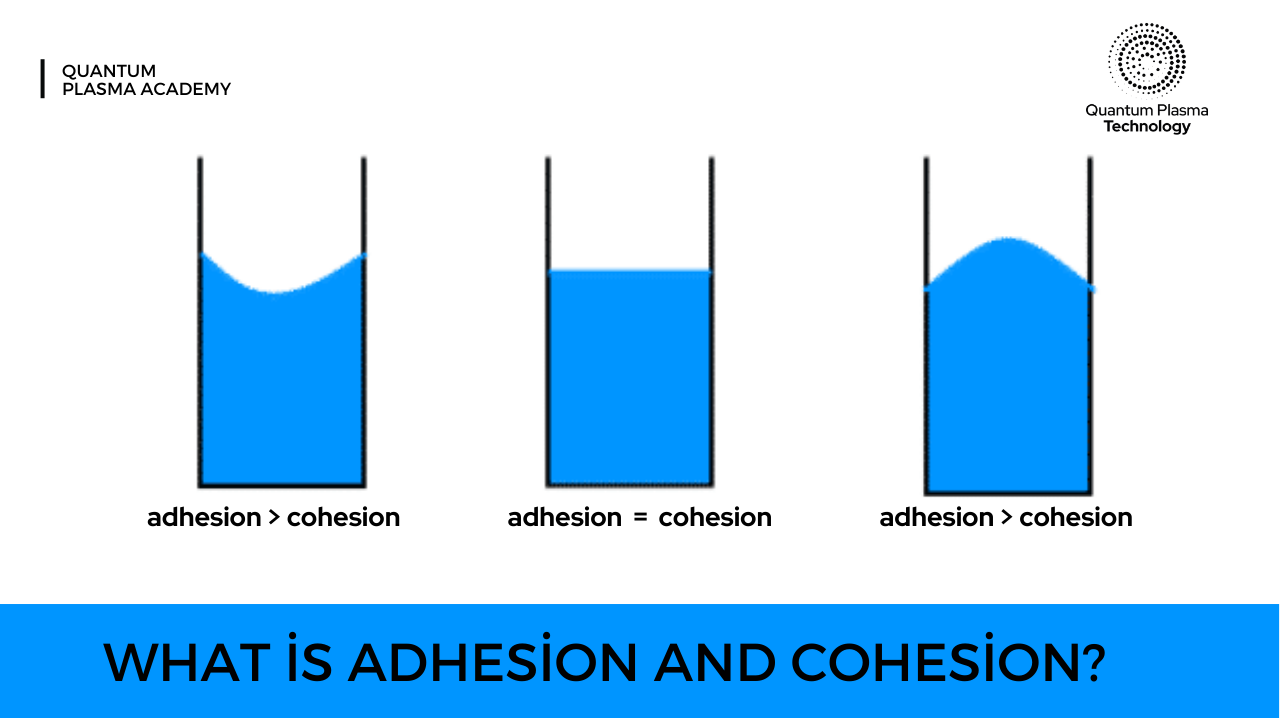 What is Adhesion and Cohesion?