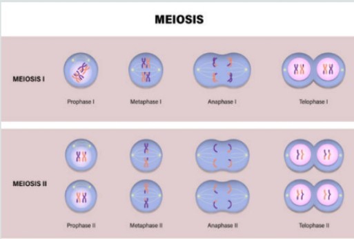 Meiosis ( the premise of amphimixis )
