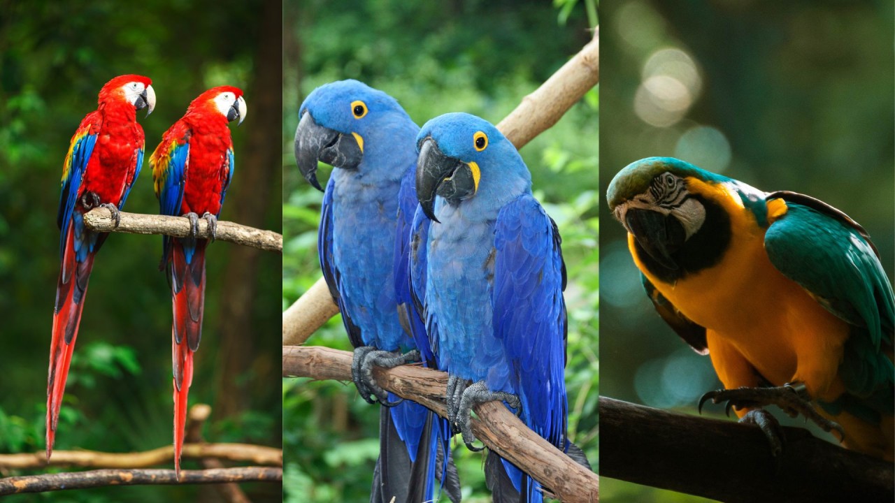 Types of Macaws (A Comprehensive Guide to Popular Pet Macaws)

