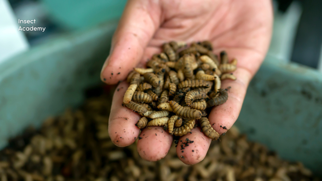 Nutritional Value of Black Soldier Fly Larvae: A Beginner's Guide