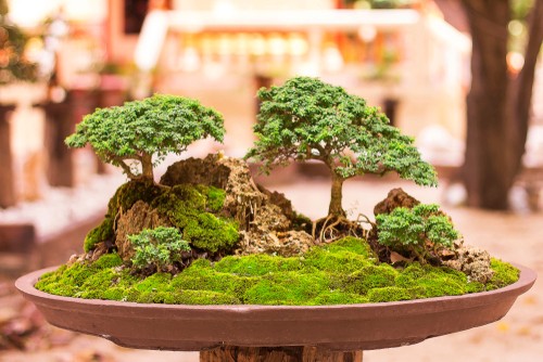 The Art and Controversy of Bonsai Plant Care: A Guide for Beginners
