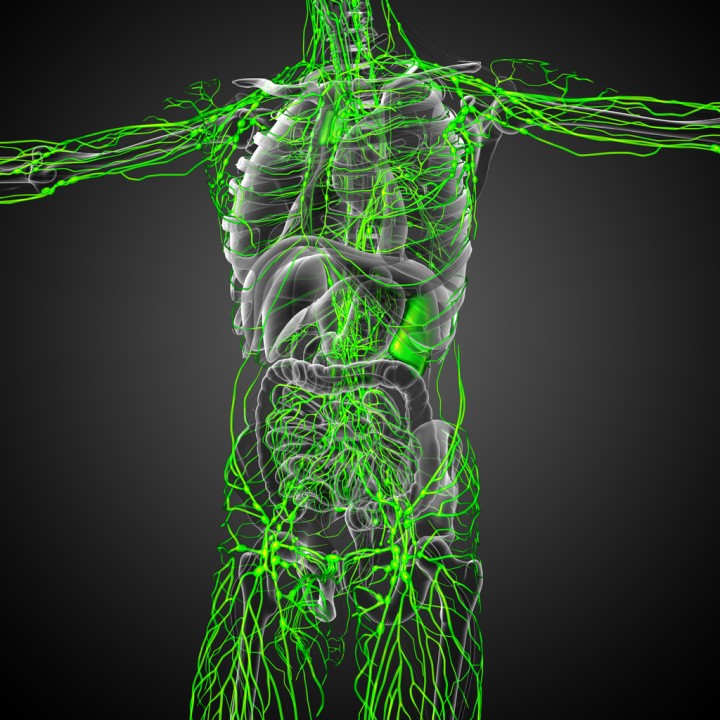 The Lymphatic System: Unveiling its Vital Role in Health and Well-being