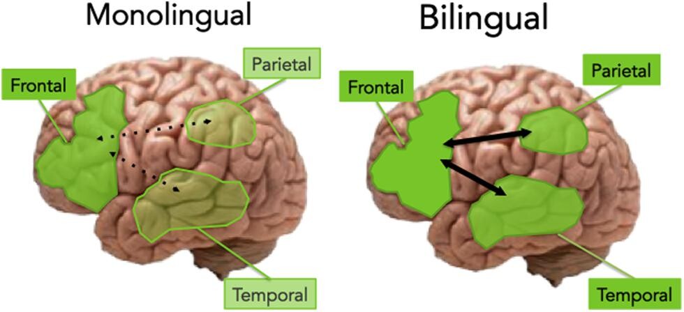 The Cognitive Benefits of Bilingualism for Children
