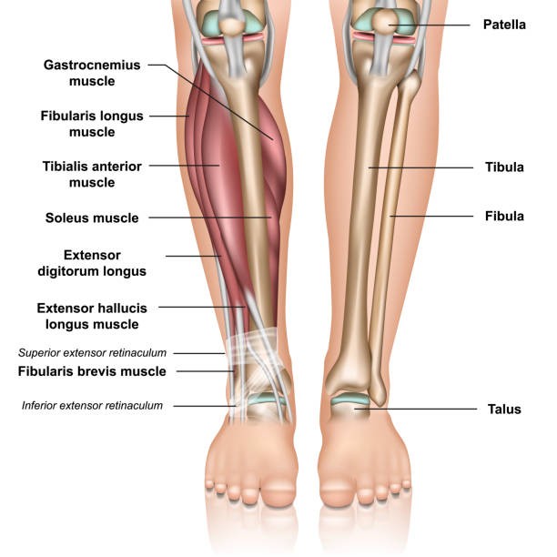 Human Leg, Definition, Anatomy, and functions