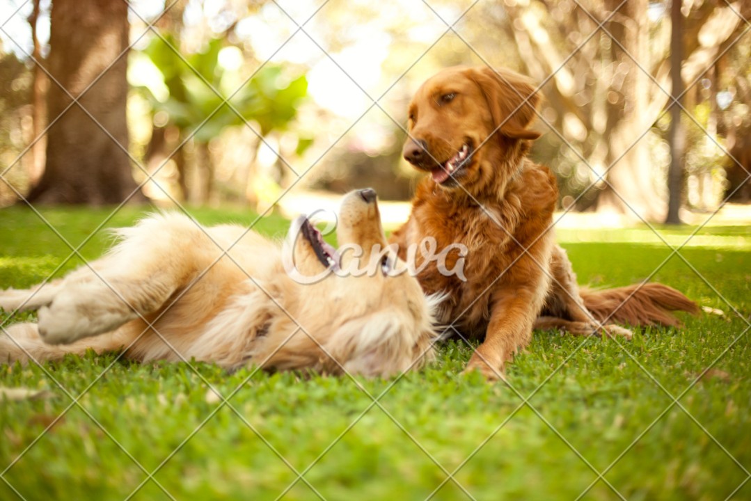 Best Dog Food for Golden Retriever Puppies: The Ultimate Guide to Nourishing Your Furry Friend