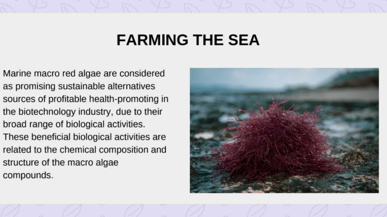 New Innovation Natural Growing Gelatinized Red Algae Explained: Health Benefits and Nutritional Value