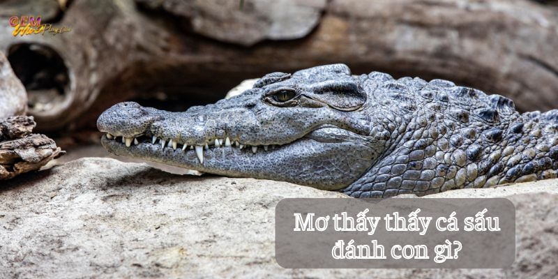 Cá sấu trên cạn