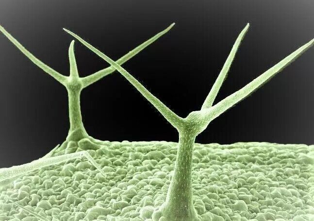 Olaf van Lonkhuizen on LinkedIn: Trichomes. Hair to the throne.
