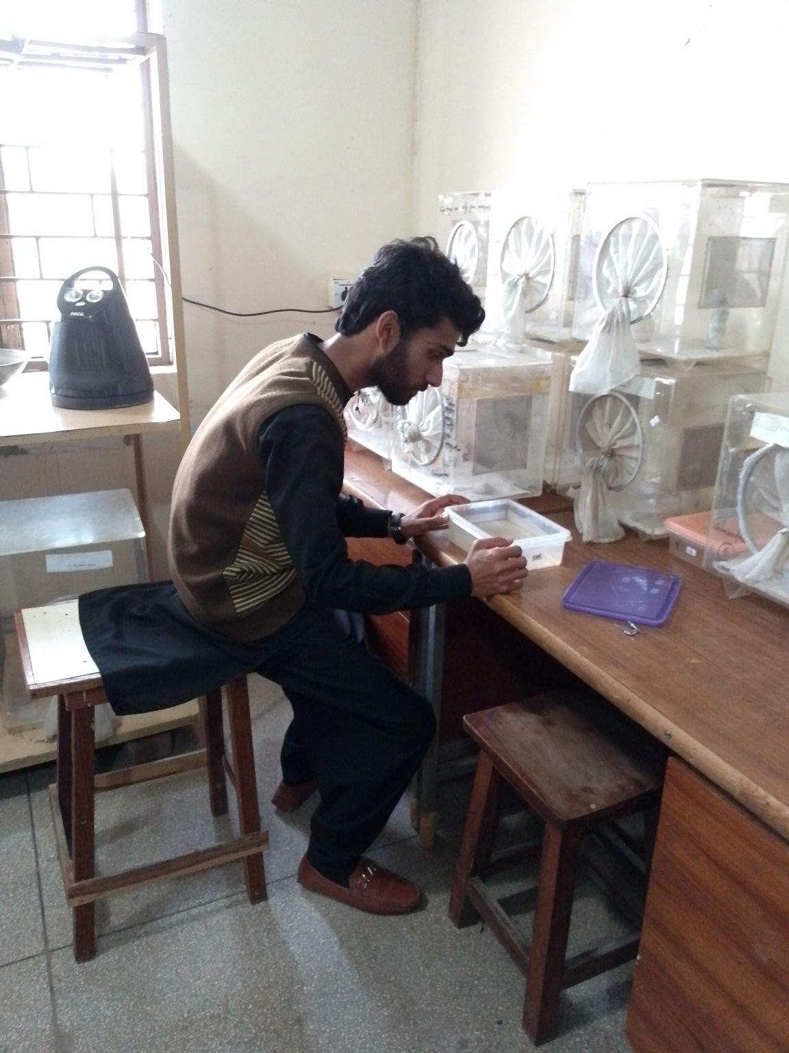 Abdul Basit on LinkedIn: Mosquitoes rearing laboratory, in my ...