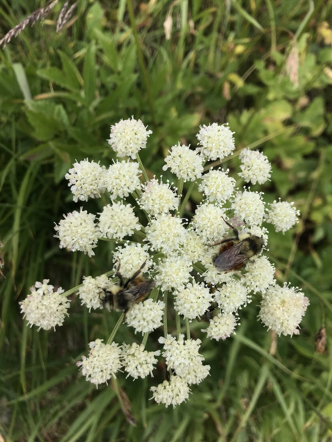 Hatfield on LinkedIn: #biodiversityday #partoftheplan #partoftheplan # Hatfield on LinkedIn: #biodiversityday #partoftheplan #partoftheplan #