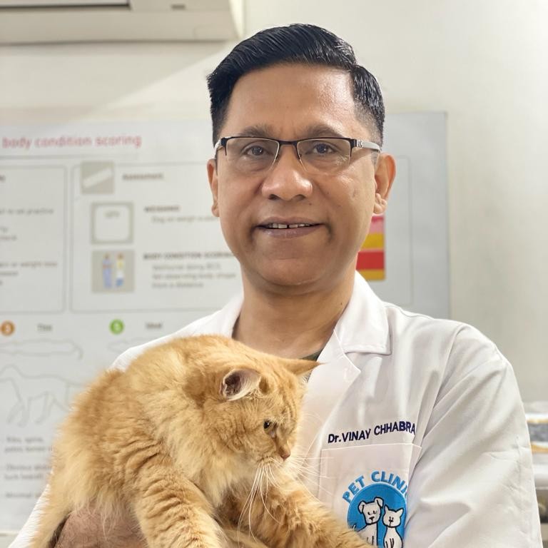 Dr Vinay Chhabra - Co-Founder , Pet Health and Wellness Hub  | LinkedIn