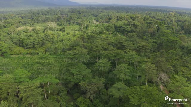 Emergent on LinkedIn: The world's best rainforest guardians