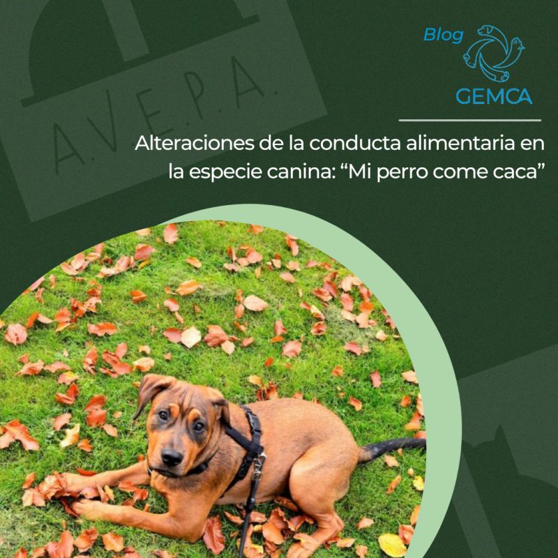 AVEPA - Asociación de Veterinarios Españoles Especialistas en Pequeños  Animales en LinkedIn: Alteraciones de la conducta alimentaria en la especie  canina: “Mi perro…