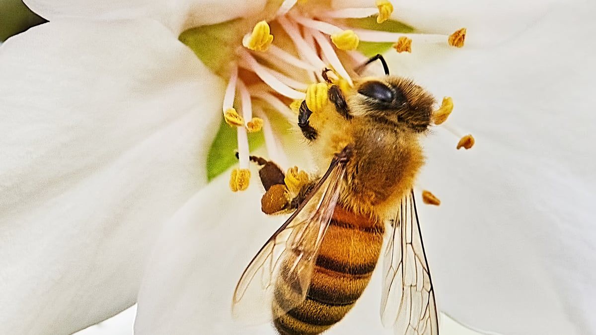 April Henry on LinkedIn: Bee Active Bee Healthy Bee Happy Week