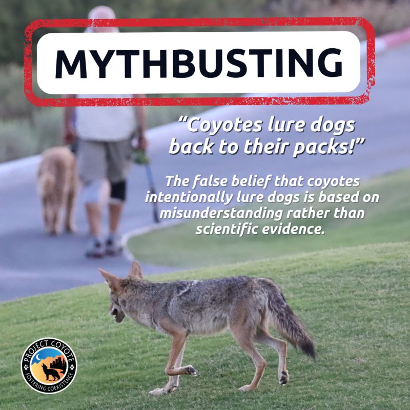 Project Coyote on LinkedIn: #mythbusting #projectcoyote #coyotes
