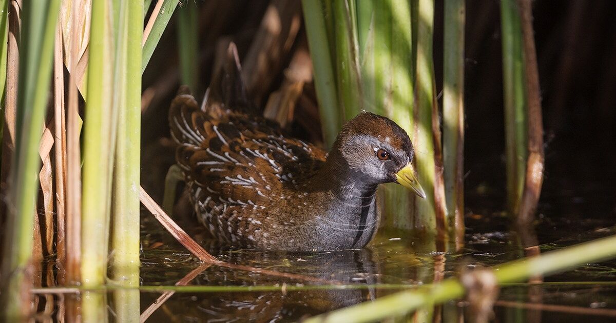 National Audubon Society on LinkedIn: Supreme Court Decision Threatens National Audubon Society on LinkedIn: Supreme Court Decision Threatens