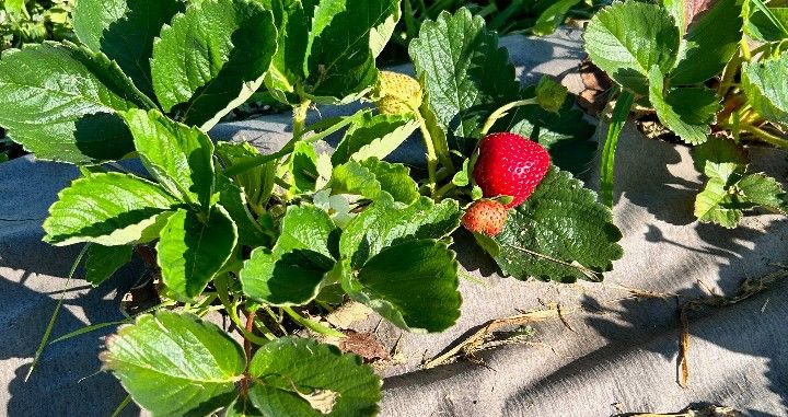 How A New Variety Of Strawberry Plants Is Developed?  