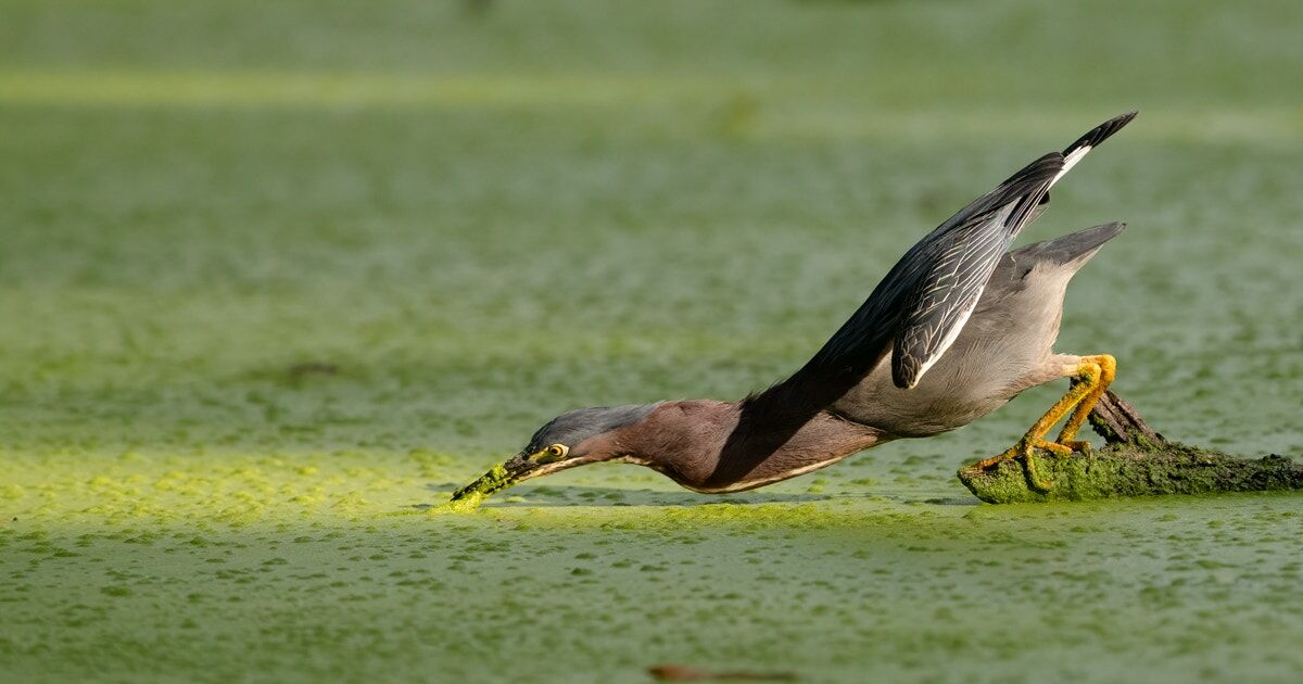 National Audubon Society on LinkedIn: How Audubon is Working to Protect National Audubon Society on LinkedIn: How Audubon is Working to Protect