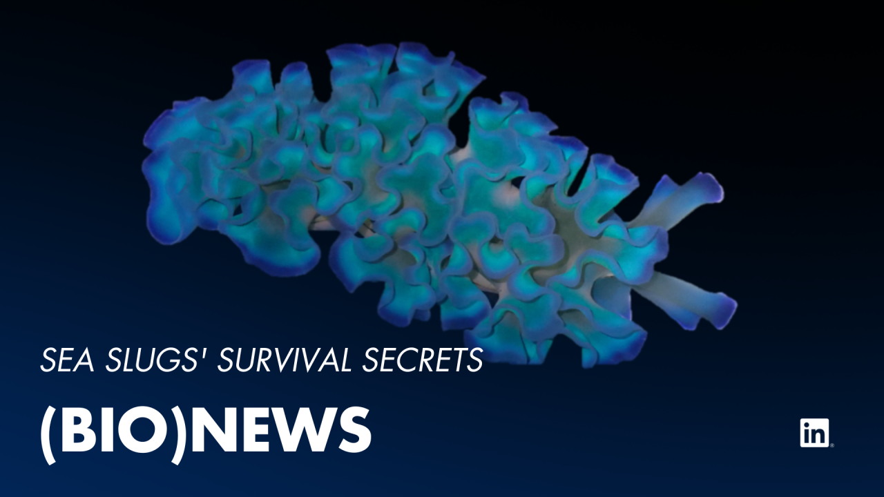 Sea Slugs' Survival Secrets 