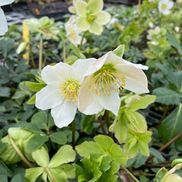 Health Benefits And Uses Of Helleborus Niger In Homeopathy