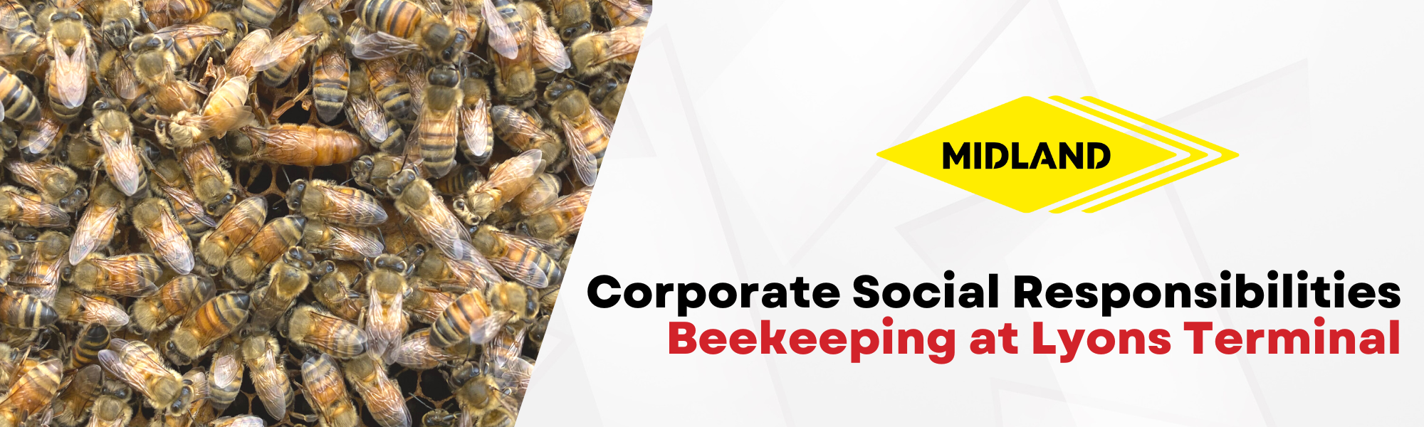II. How Beekeeping Benefits the Environment and Local Communities