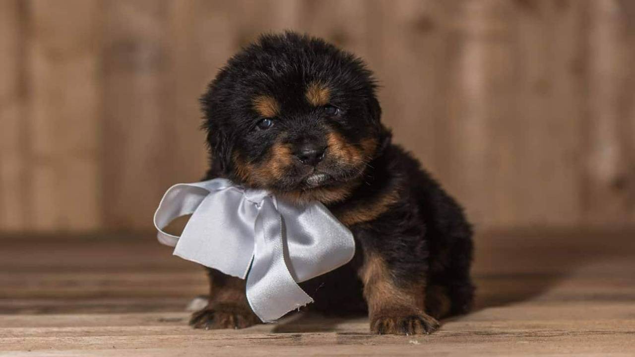 Adorable Tibetan Mastiff Puppies Ready to Be Your New Best Friend