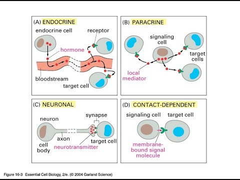 Types of Signaling; Paracrine, Autocrine, Endocrine, and Neuronal Signaling