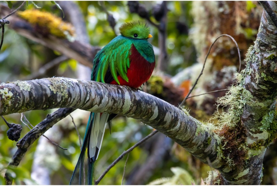 Preserving Biotopo del Quetzal: A Sanctuary for the Majestic Quetzal Bird