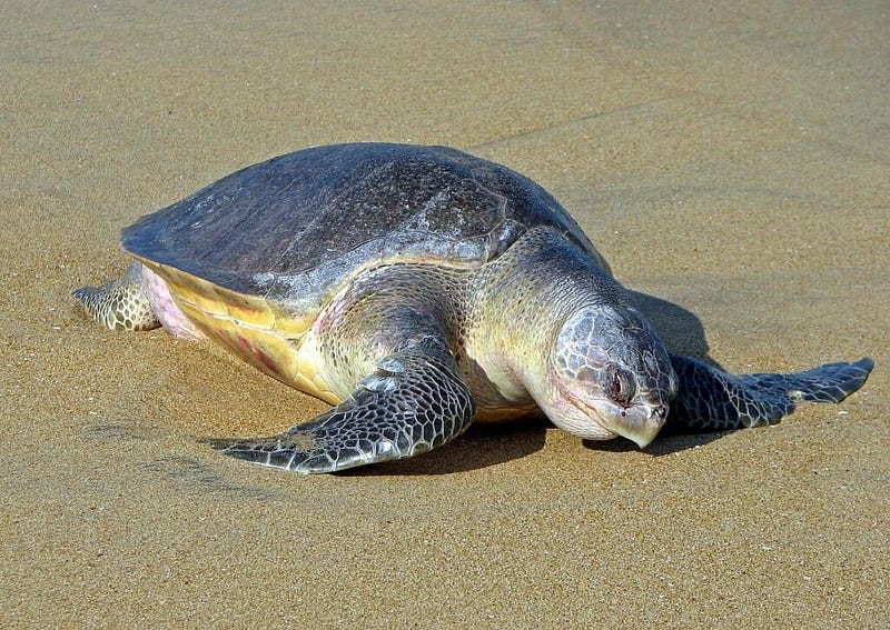 How are Marine Turtles being conserved in India?