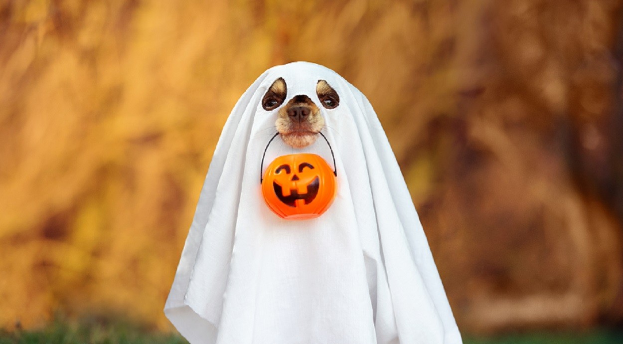 Is getting ‘Ghosted’ haunting your Job Search?