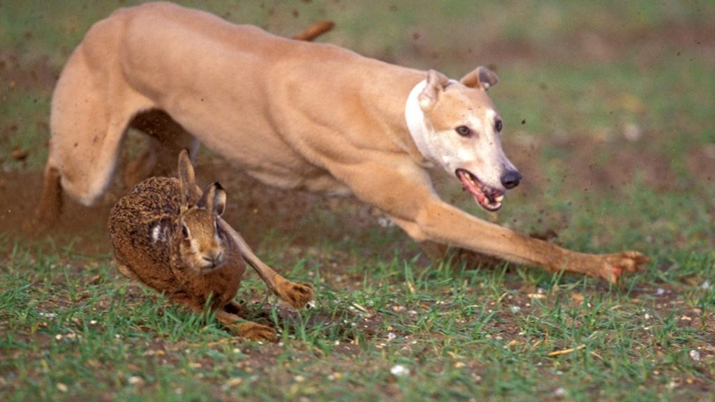 
Taking a Stand Against Hare-Coursing: Protecting Our Farms and Communities