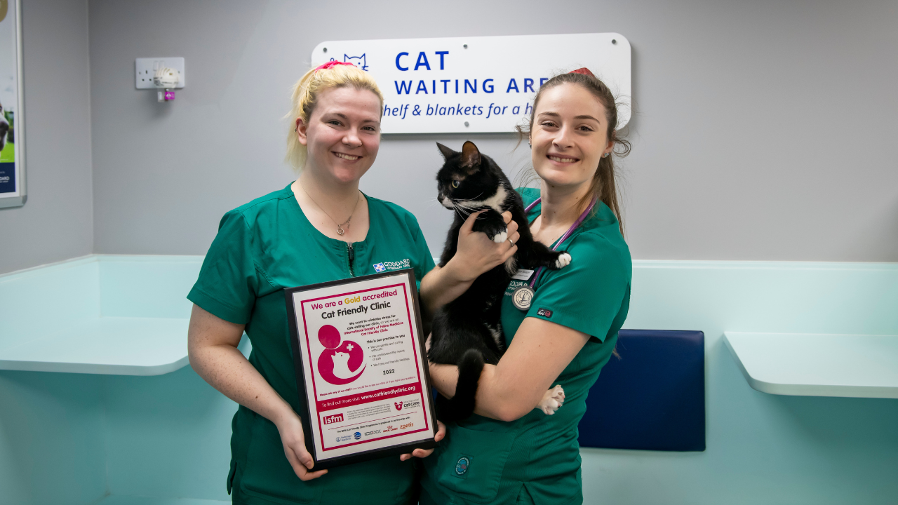Our Mandeville Veterinary Hospital achieves top award for feline care