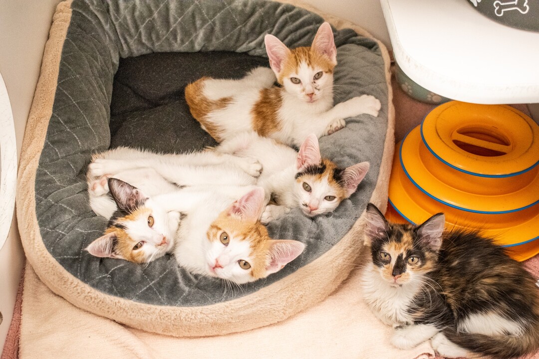 The 10 Real Reasons for the Crisis in Animal Shelters