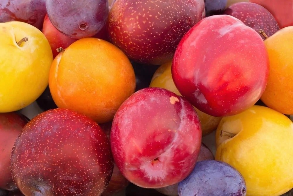plum ties